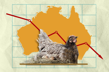 Australia-s-current-egg-shortage